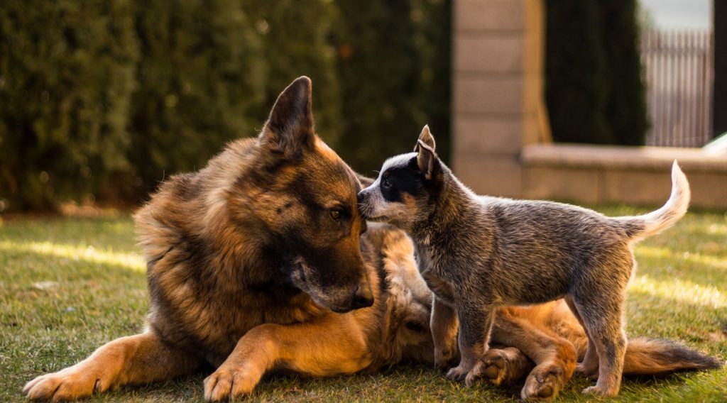 New Study Demonstrates Dogs Help Children Recover from Stress