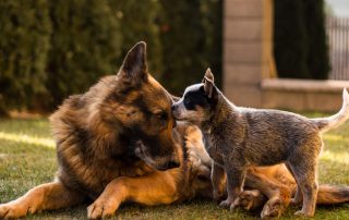 two dogs